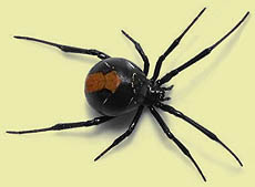 Color photo of Australian redback spider