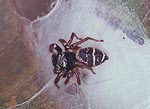 Jumping spider standing on silk retreat made on a leaf