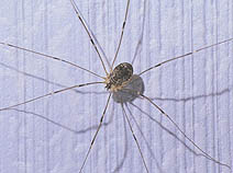 Longlegged harvestman from Finland