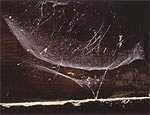 Thumbnail of sheet web