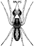 Drawing (omits 4 leg ends) of male Dictyna