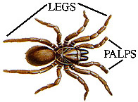 Painting of Australian Misgolas rapax showing leglike palps