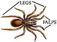 https://www.burkemuseum.org/static/spidermyth/images/tenleg.jpg