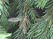 Longlegged crane fly from Finland