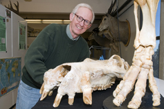 Burke mammalogy curator displays collection.