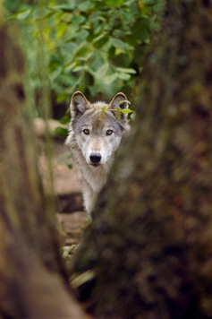 Angel, Female Gray Wolf. Photo courtesy of Julie Lawrence Studios/Wolf Haven International
