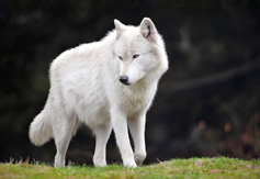 Bart, Male Gray Wolf. Photo courtesy of Julie Lawrence Studios/Wolf Haven International