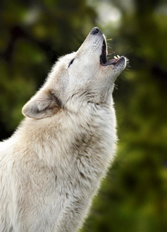 Jinkies, Female Gray Wolf. Photo courtesy of Julie Lawrence Studios/Wolf Haven International