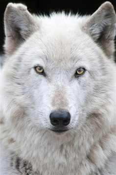 Lonnie, Male Gray Wolf. Photo courtesy of Julie Lawrence Studios/Wolf Haven International