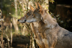 Male and Female Red Wolves. Photo courtesy of Julie Lawrence Studios/Wolf Haven International