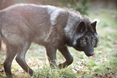 Shadow, Male Gray Wolf. Photo courtesy of Julie Lawrence Studios/Wolf Haven International